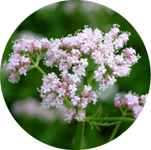 Web_ikony-kosmetika-3-Kozlík_lékařský