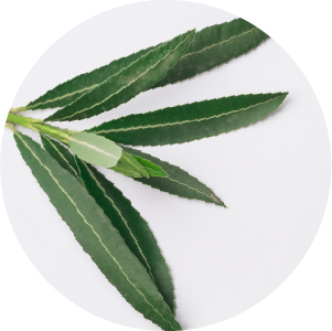 Web_ikony-kosmetika-3-Olivové_listy
