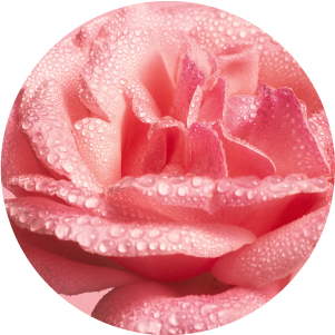 Web_ikony-kosmetika-3-Růžová_růže
