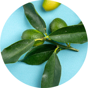 ikony-1-Olivové_listy